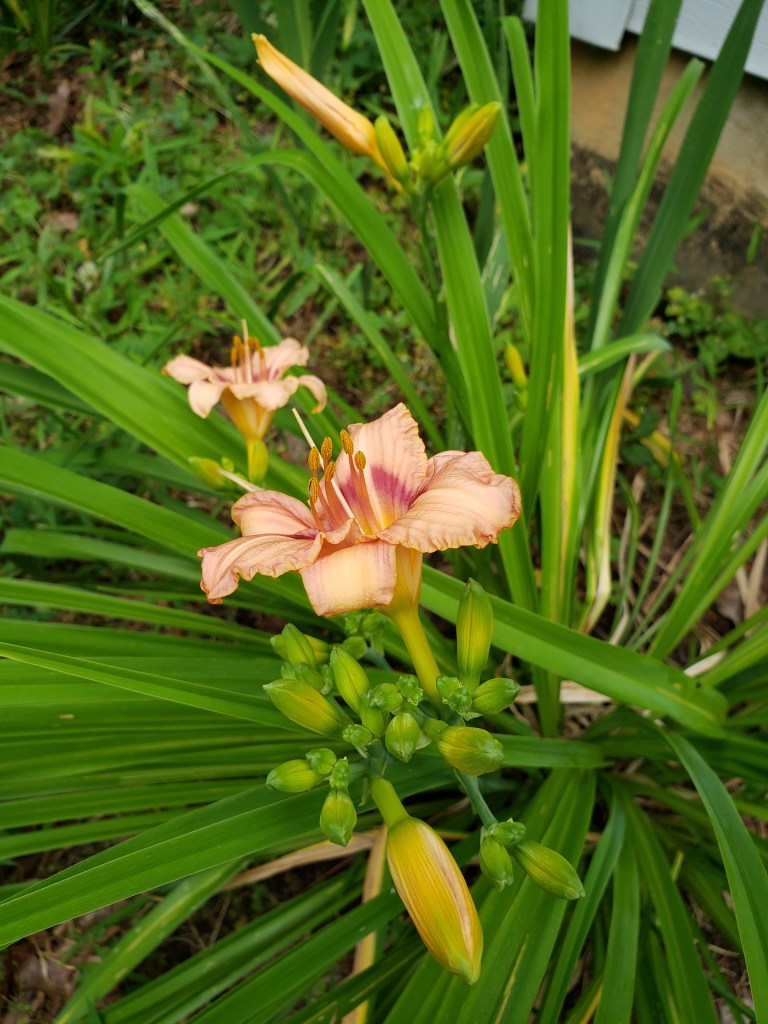 This two-toned salmon-colored daylily with a crimson throat is the first daylily variety that's bloomed in my garden this year.