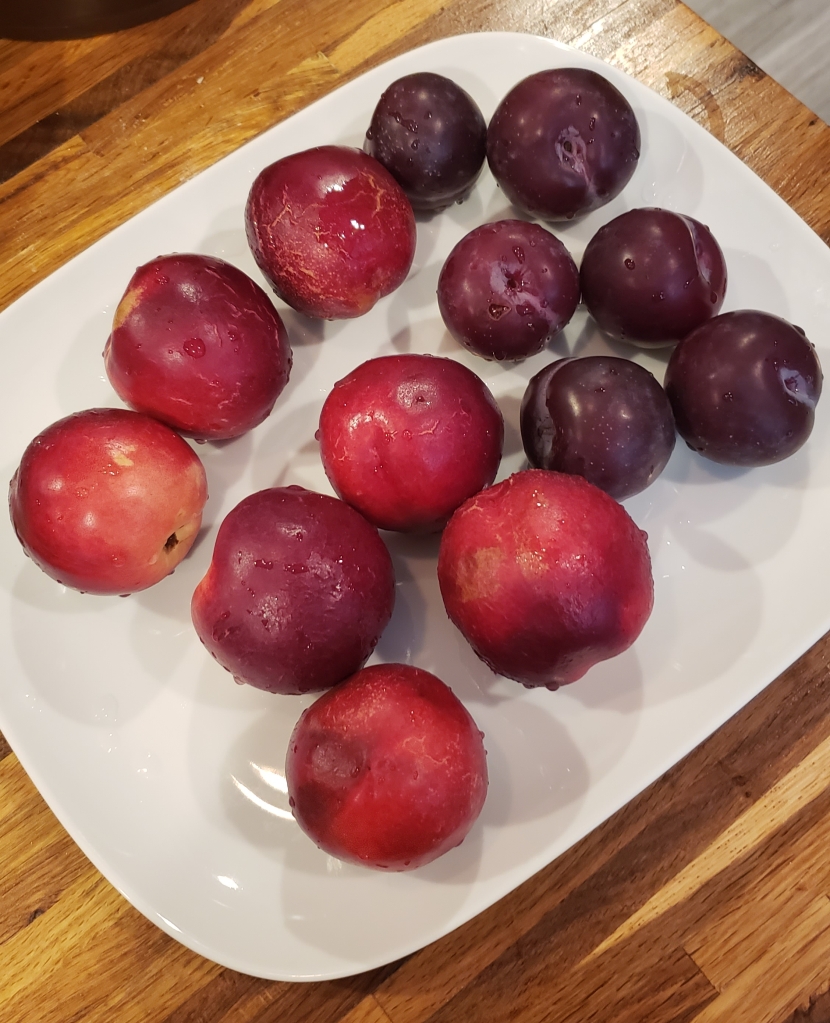 Nectarines and plums from my weekly Hungry Harvest delivery.
