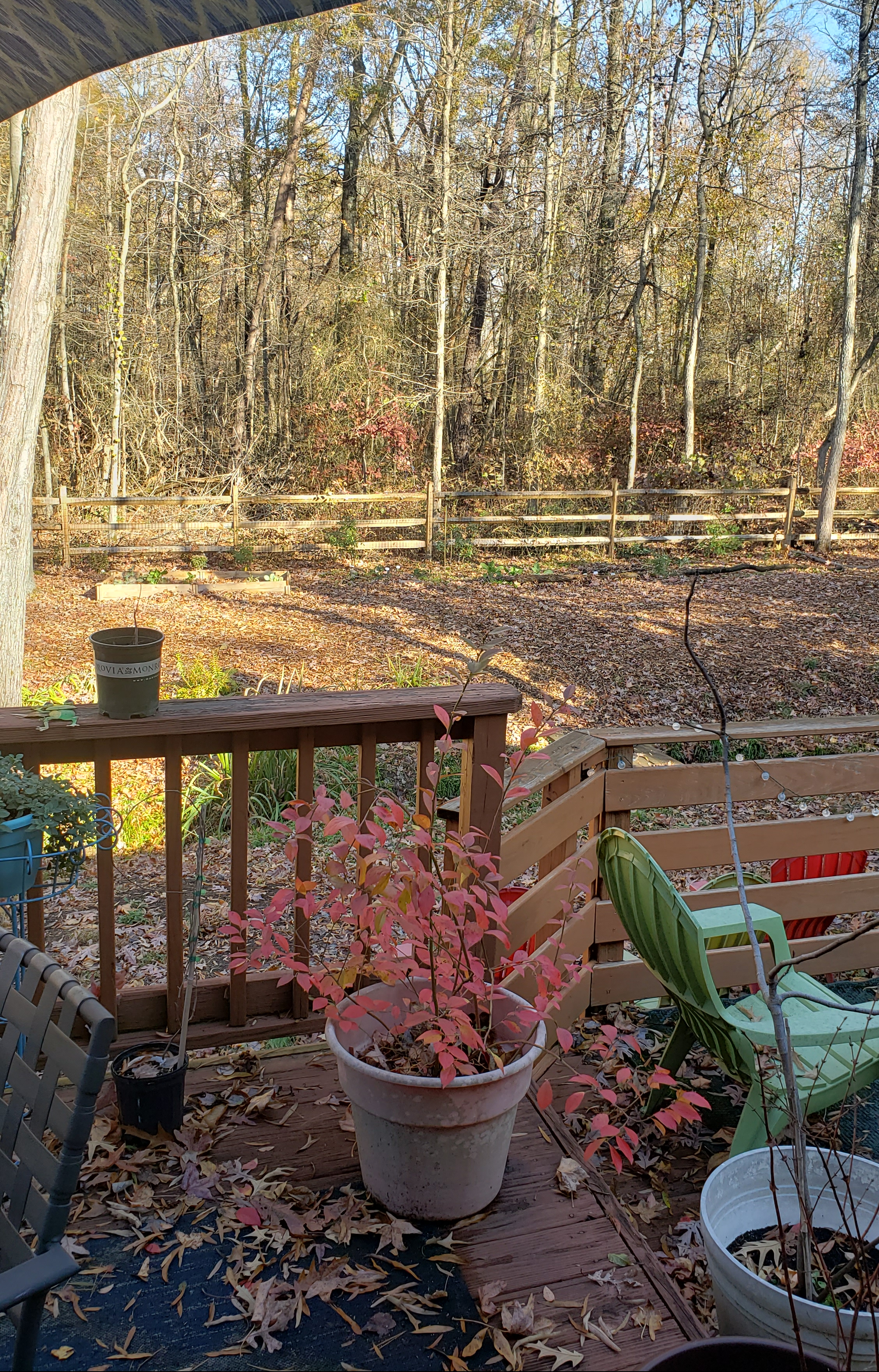 Photo of our backyard after we removed six trees.